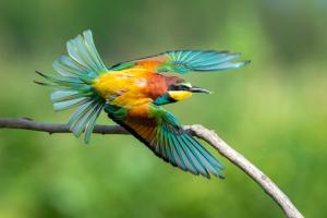 european-bee-eater