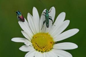 082_Wer-fliegt-zuerst