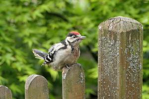 082_junger-Buntspecht