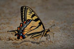 04 160_Schmetterling
