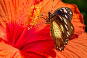 188_Falter-in-Hibiskusbluete