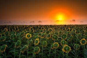 04 335_Sonnenblumen-in-der-Camaruge