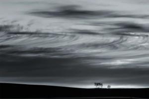 3-trees-and-one