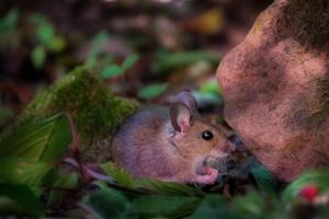 Gartenmaus