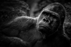 Gorilla