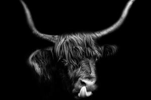 Highlander