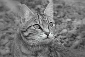 Wo-ist-meine-Beute_