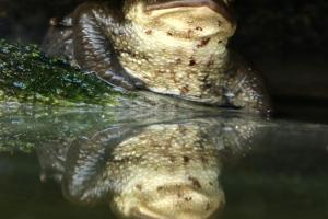 der-doppelte-Froschkoenig_