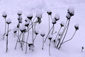 im-Tiefschnee_