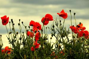 immer-wieder-blueht-der-Mohn_