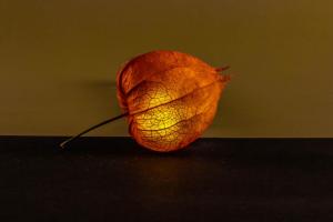 Physalis-im-Gegenlicht