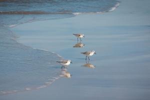 Platz-16.-Baerbel-Bornhoeft_Strandlaeufer