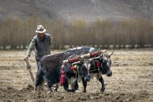 Platz 01: Bernd Ullrich - Tibet