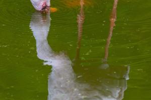 236_Picknick-im-Teich