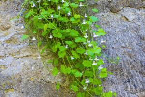 236_begruente-Stadtmauer