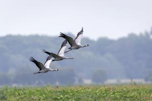 Platz 01: Bernd Ullrich - a Flight of Cranes