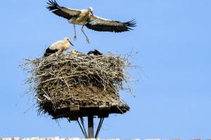 Platz 06: Bernd Ullrich - a Fledgling-Stork