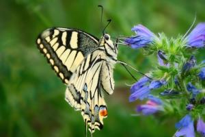 03 3. Platz Helmut Körner