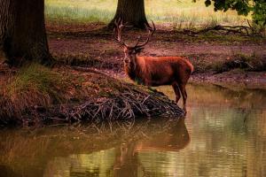 319_Hirsch