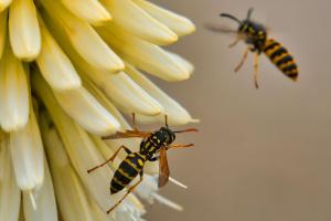 335_die-Bluete-bekommt-Besuch