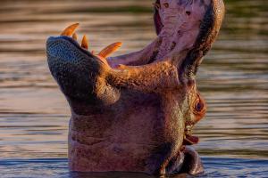 1_11_Hippo
