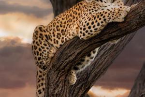 1_14_Leopard