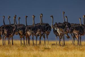 1_15_Straussenherde