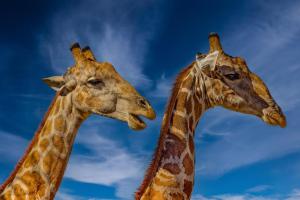 1_16_Giraffen-im-Gespraech