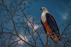 1_18_Schreiseeadler