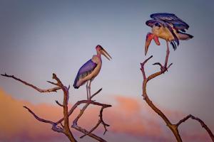 Marabus im Sunset