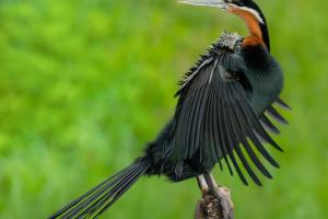 1_22_Anhinga-rufa