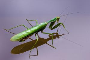 1_2_Afrikanische-Riesengottesanbeterin