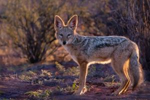 1_34_Schabrackenschakal