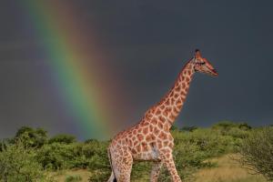 1_5_Giraffe-im-Glueck