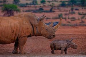 1_6_Breitmaulnashoerner