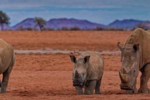 1_7_Nashorn-Familie