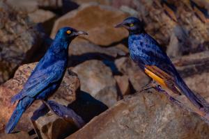 24_Hildebrandt-Glanzstare