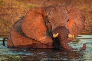 32_Abendbad-im-Chobe-River