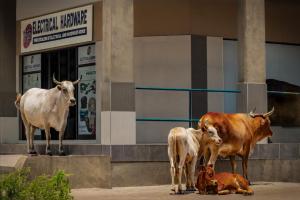 35_Einkauf-der-Kuehe