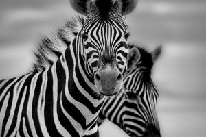 Chickes Zebra
