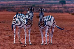 3_Zebras-im-Duett