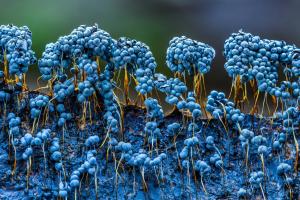 337_Blau-Violetterkugelschleimpilz