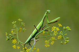 337_Mantis-Religiosa