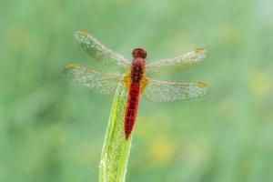 Feuerlibelle