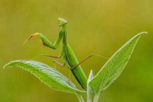 Mantis-religiosa