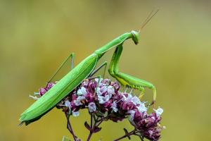 Mantis