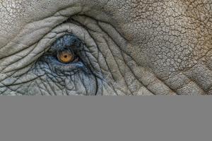 The-eye-of-the-elephant