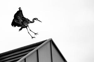 035-Landeanflug_315