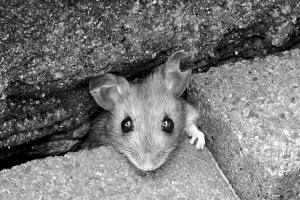 037-Maus_082