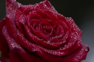 287_Raindrops